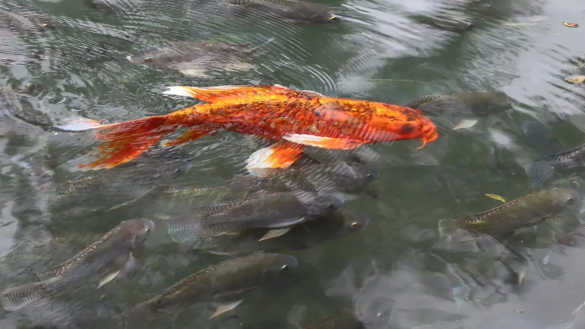 peces-venta1-luis-flores