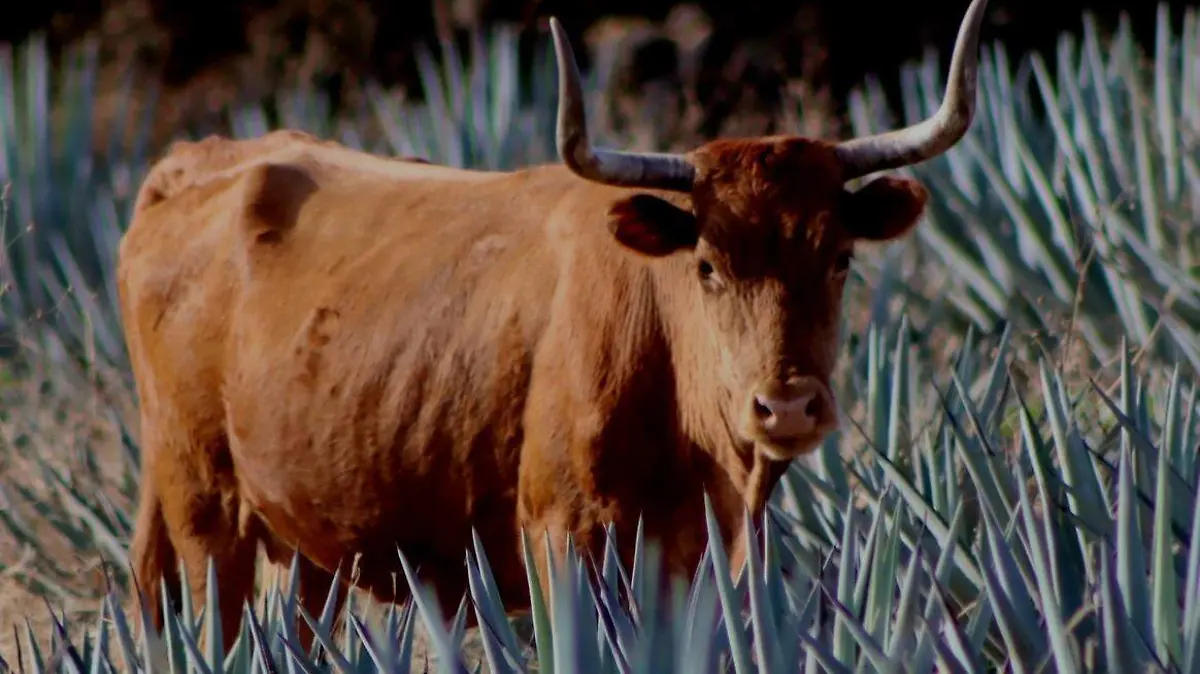 IMG-20260330-WA0300_edit_213955330876727