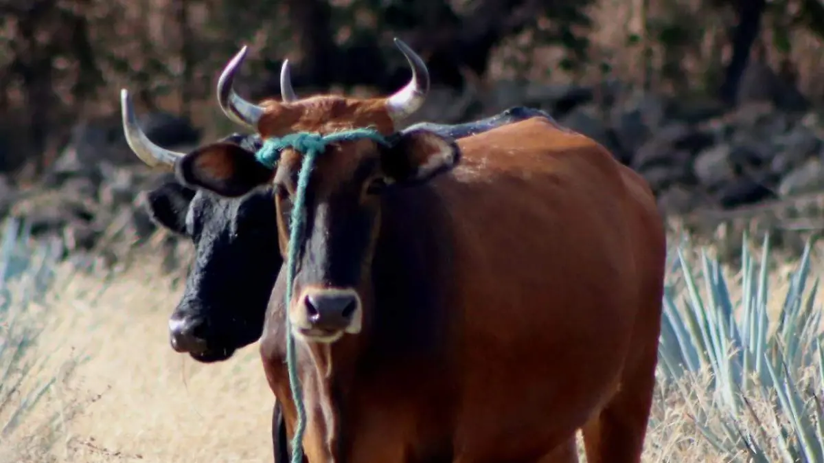 IMG-20260330-WA0299_edit_213965608078809