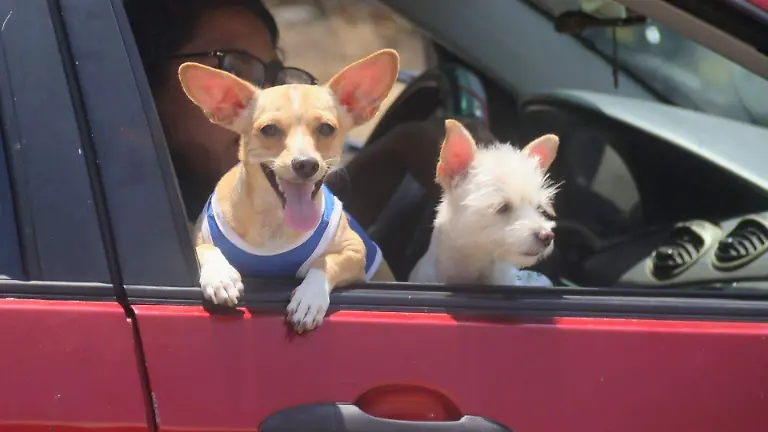 1073765_Morelos Arcos Carreteros de Seguridad_web