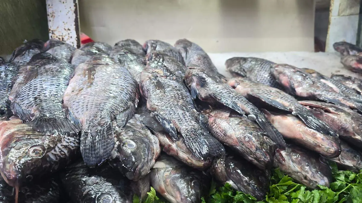 WhatsApp Image 2026-04-01 at 3.34.51 PM (1)