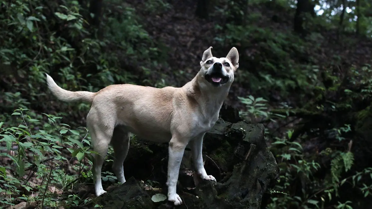 1044668_Cotidiana San Juan Tlacotenco_web