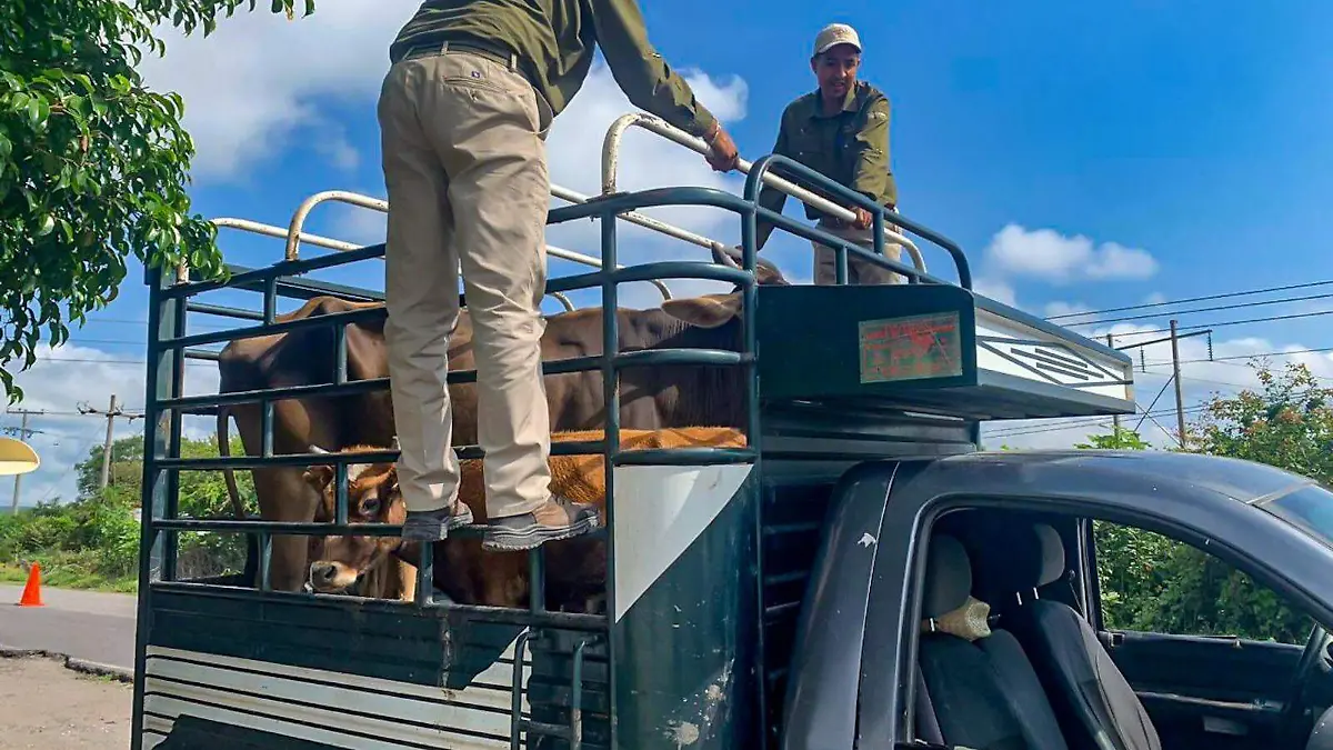 ganado-morelos-transporte