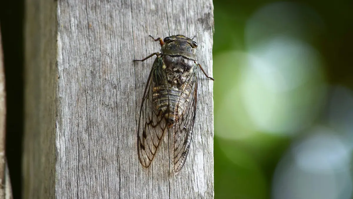 pexels-magali-guimaraes-3411930-12965421