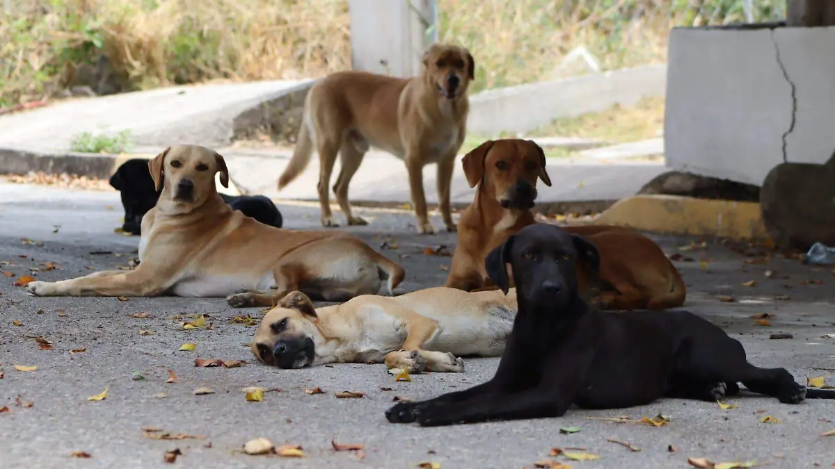 perritos-puntaverdetemixco4-luis-flores