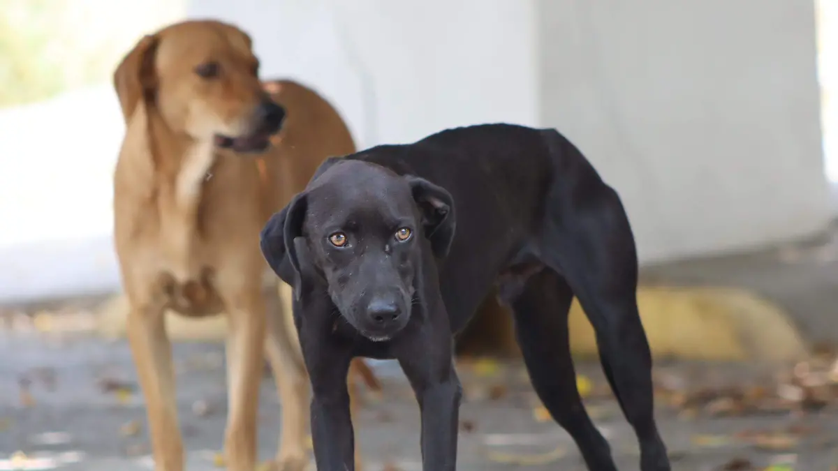vanessaperbellini-perritos2-luis-flores