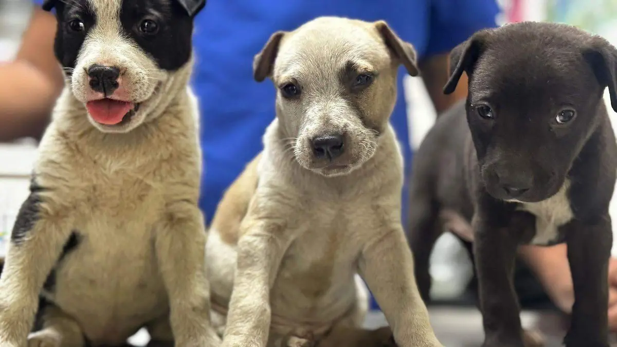 perritos