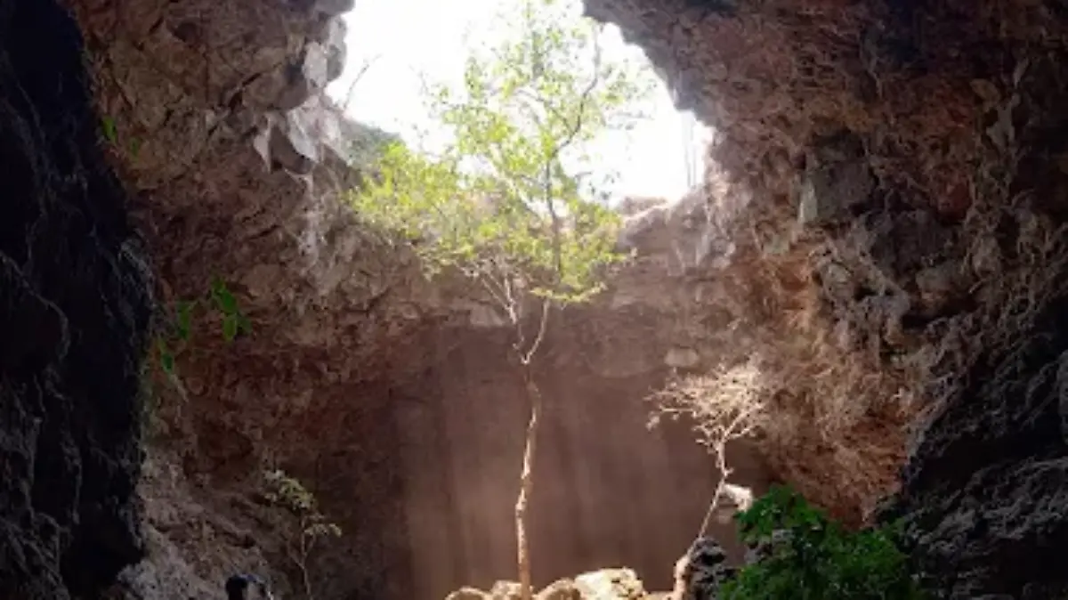 Cueva-del-árbol