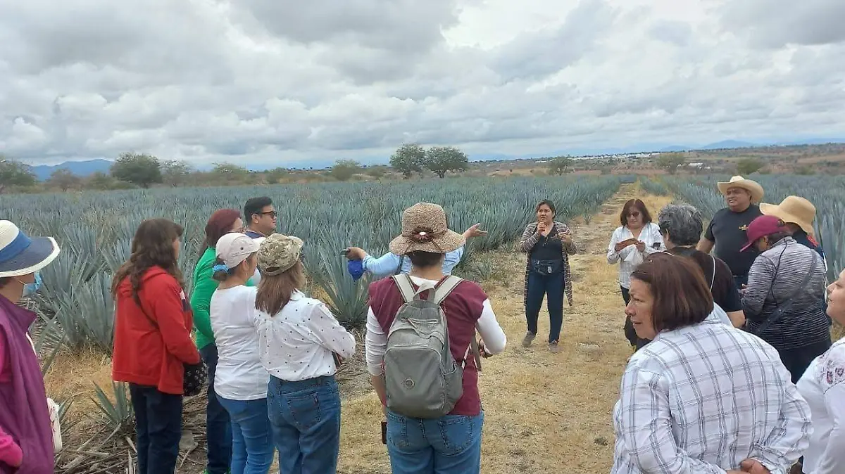 agave-producción-morelos (3)