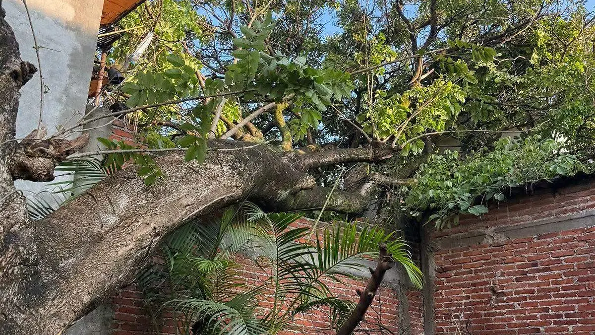 arbol-caido-cuernavaca-temporada-lluvias (1)