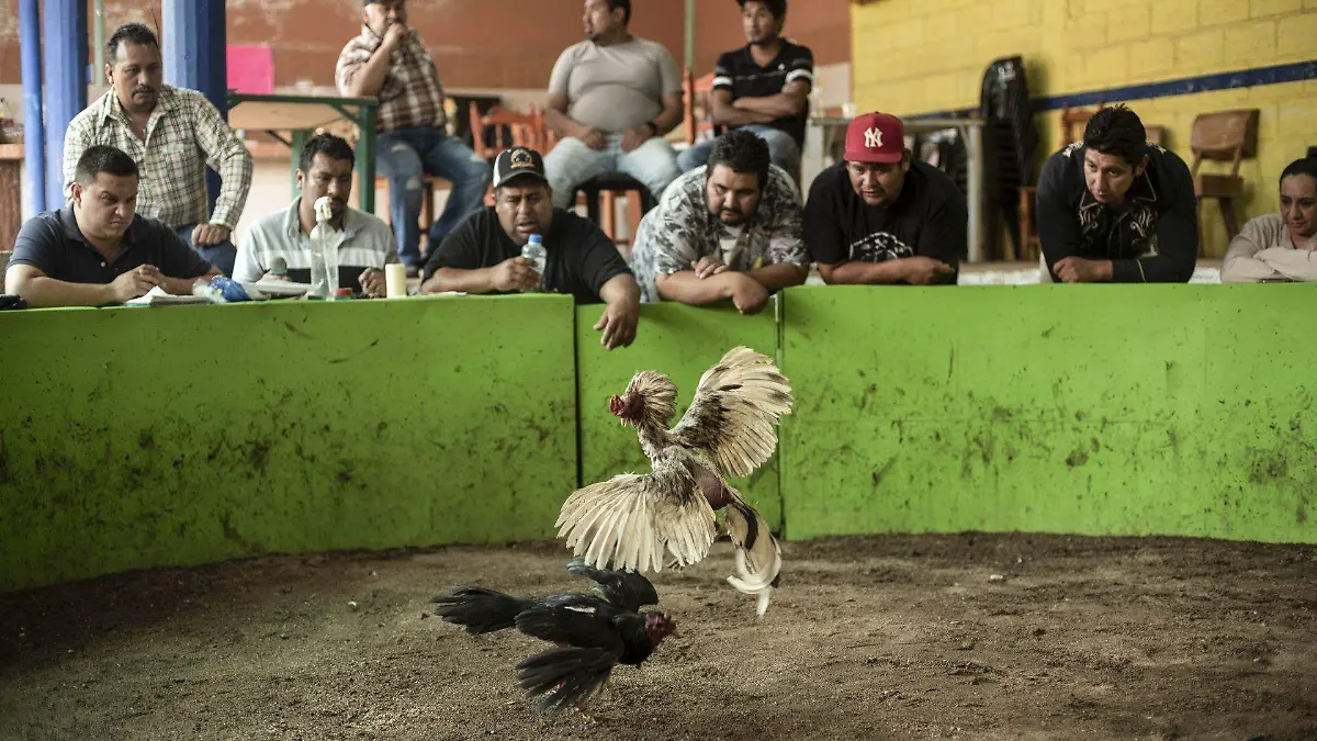 1031784_Chiapas Pelea de Gallos_web