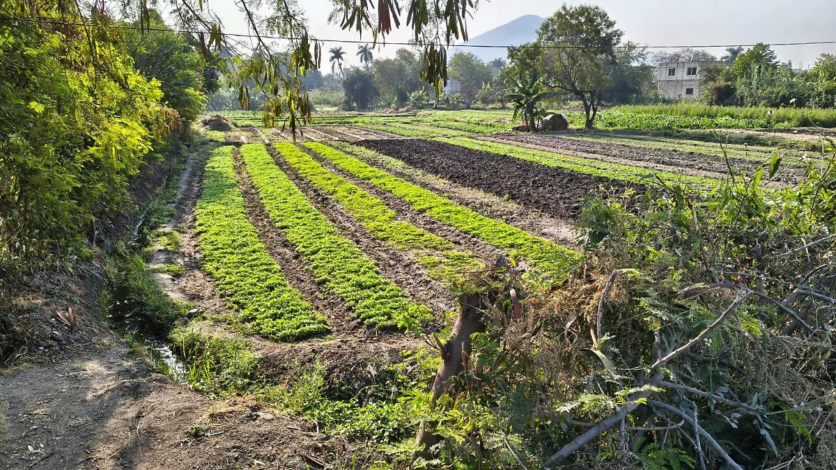 sembradíos-zona-sur-campo-morelos (3)