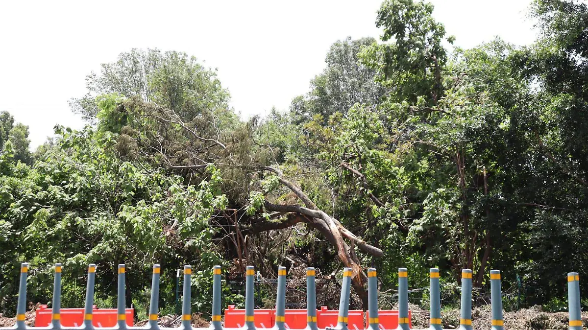Distribuidor-vial-uaem-tala-árboles-impacto-ambiente (1)