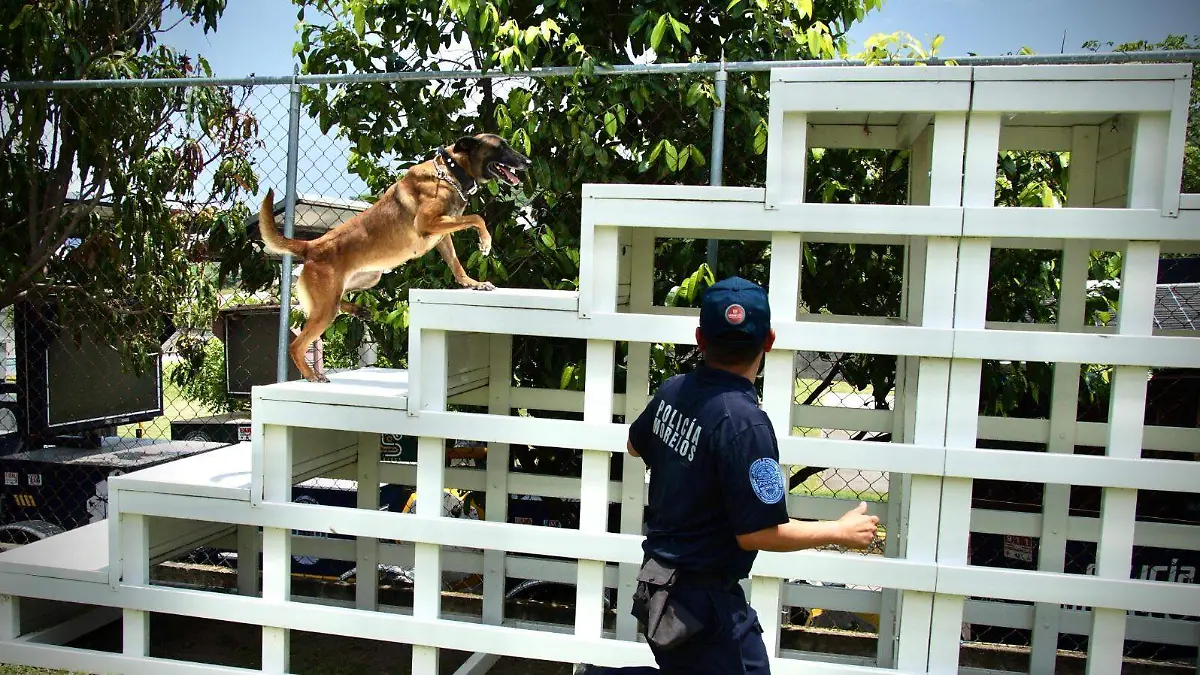perros-rescatistas (1)