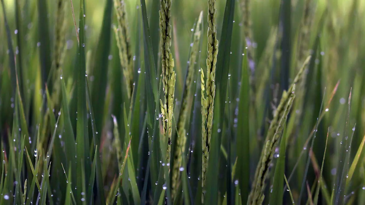 827319_Cuautla Sembradíos Sorgo Arroz_web