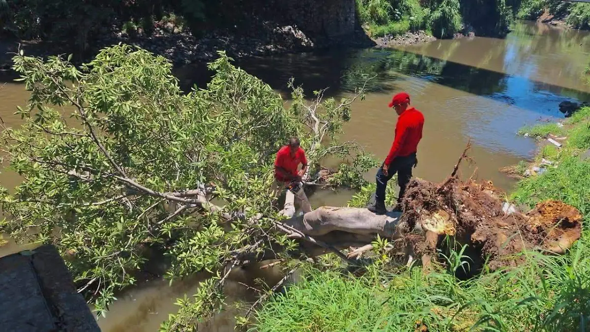 poda-amate-protección-civil-zona-sur-morelos (2)