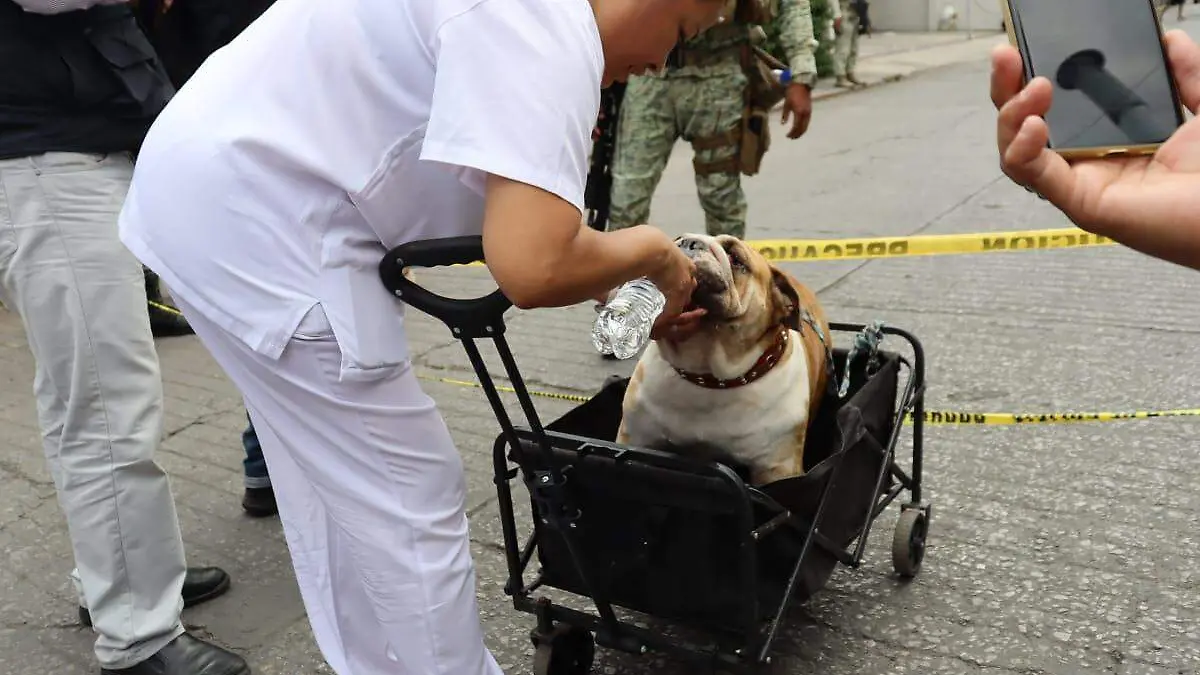 mascotas-afectadas-explosion-granjas-cuernavaca (5)
