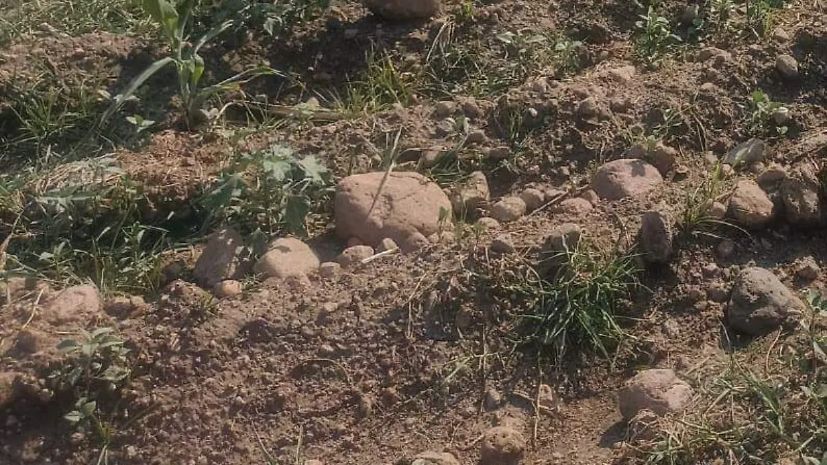 sequía-morelos-perdidas-campo-maiz (2)