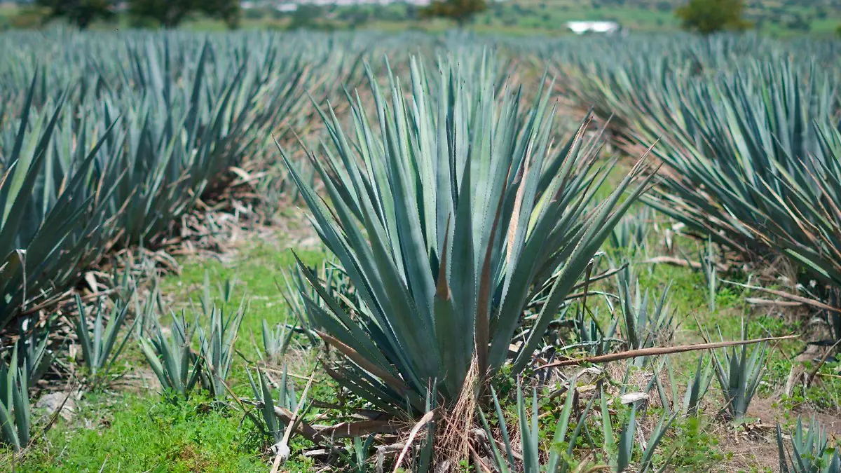 agave-siembra-morelos