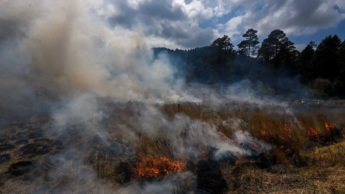 Incendios consumen bosque en San Dimas