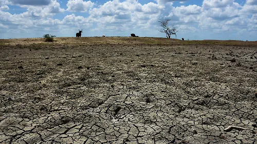 935909_Ola de Calor Ganado Muerto-7_web