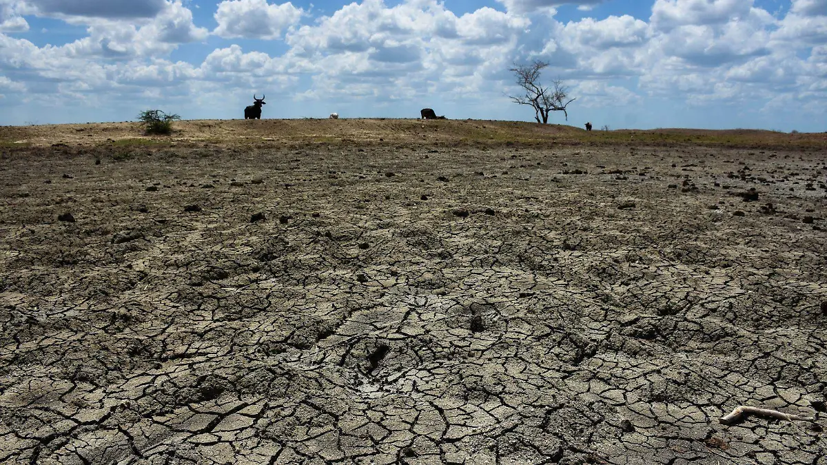 935909_Ola de Calor Ganado Muerto-7_web