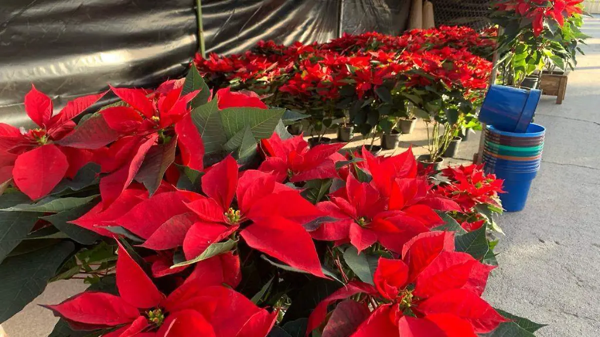 Inicia la venta de flor de nochebuena