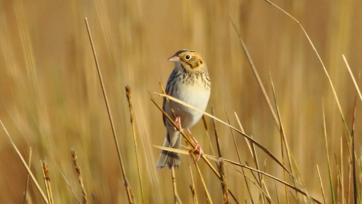 Así impactará el Eclipse Total de Sol a las aves silvestres