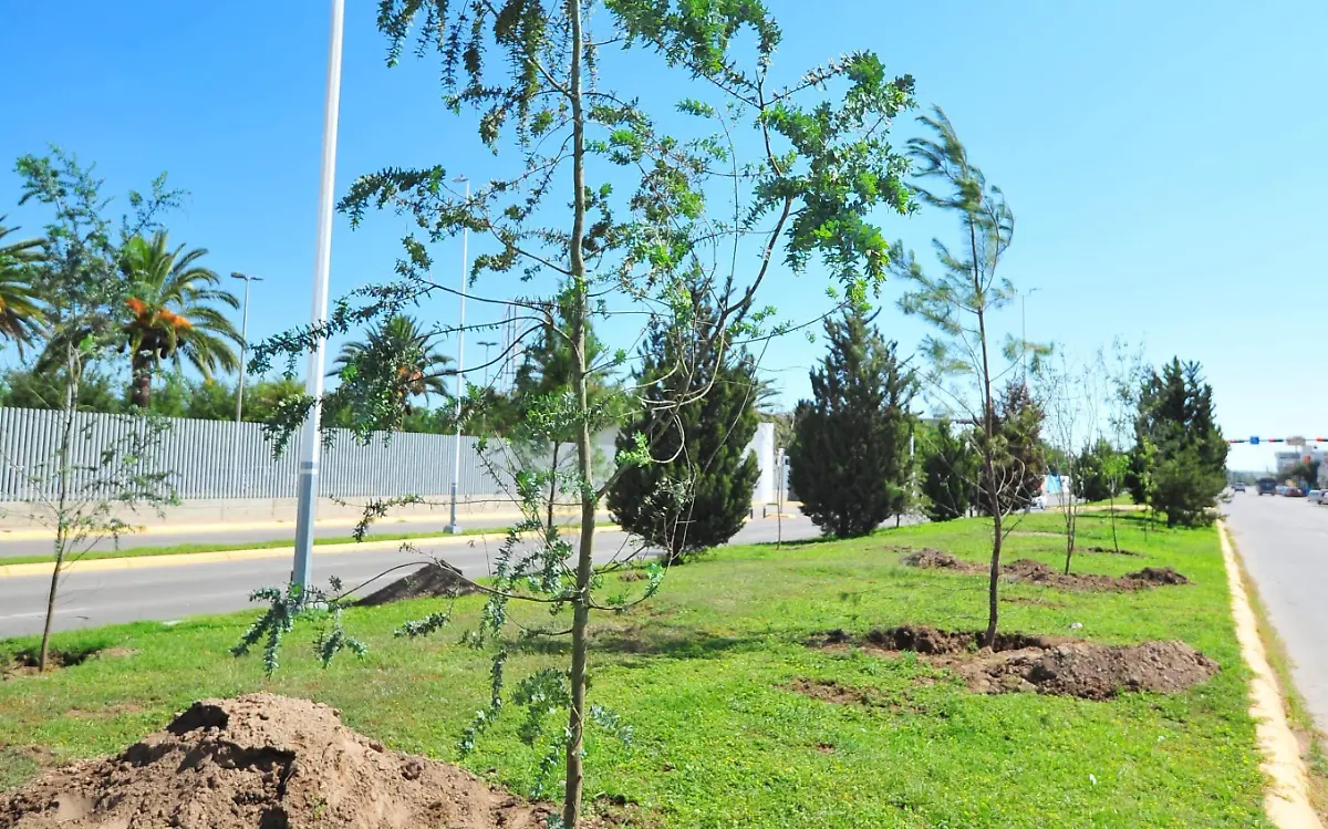 Respira Durango con más microbosques urbanos