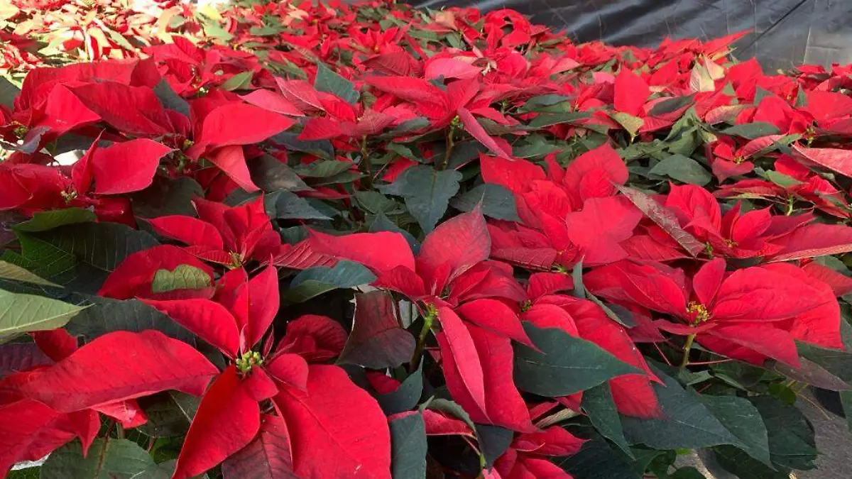 Inicia la venta de flor de nochebuena