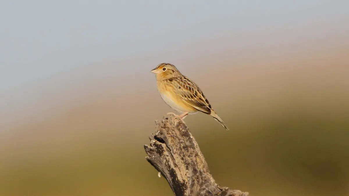 Así impactará el Eclipse Total de Sol a las aves silvestres