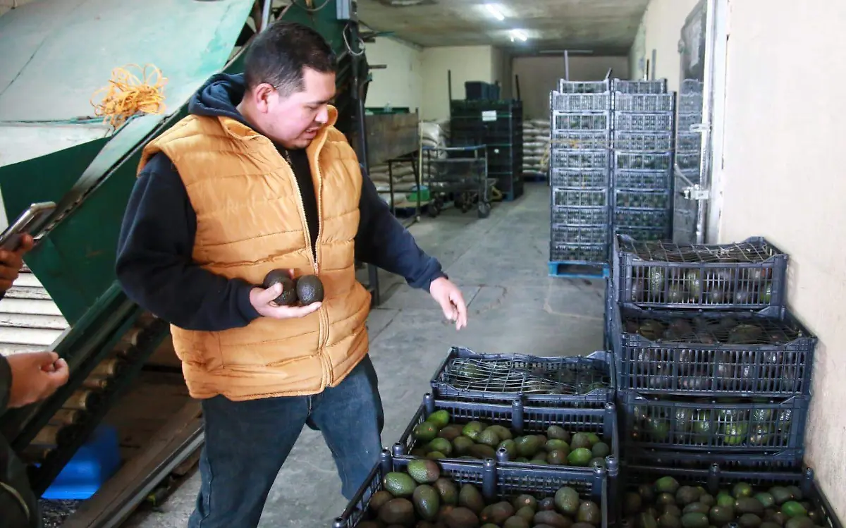 Locatarios del mercado de abastos Francisco Villa; vendedores de aguacate