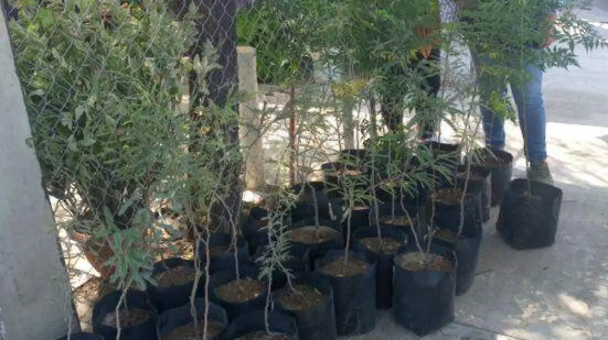 Concluye campaña de reforestación y donación de árboles en Gómez Palacio