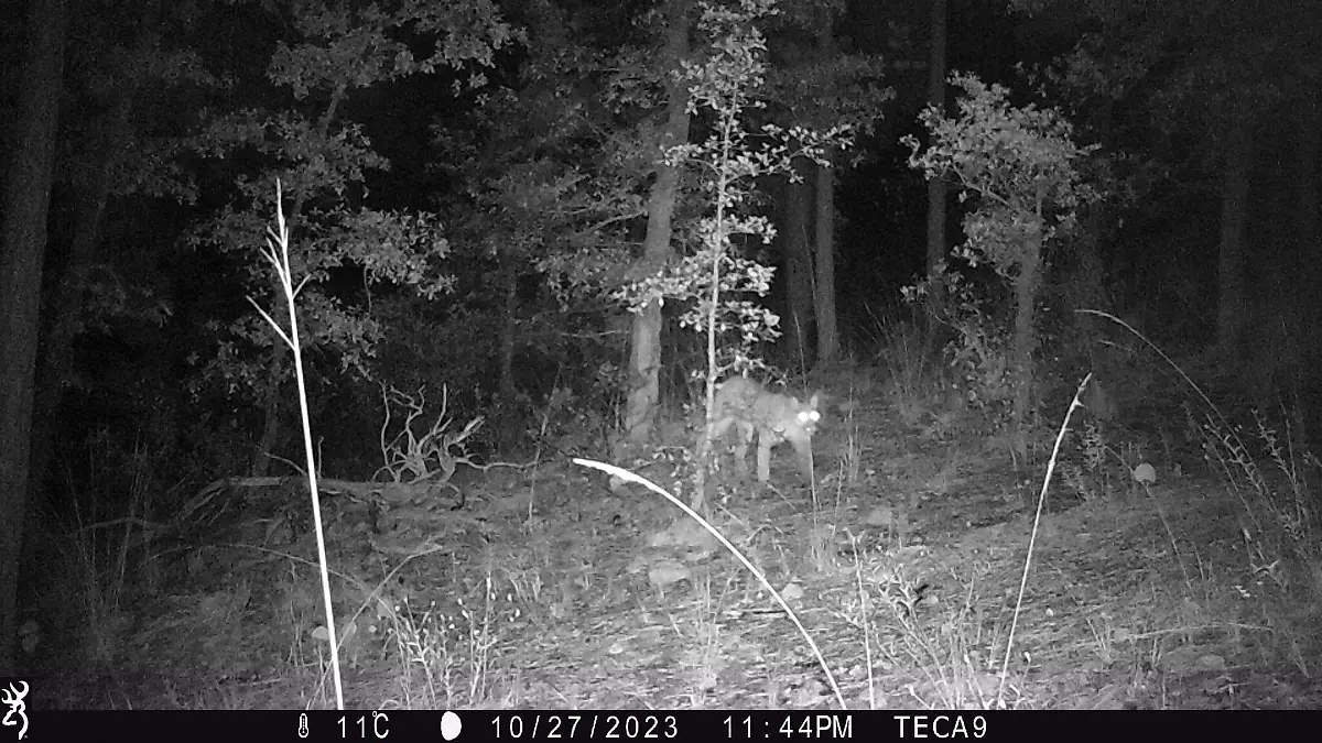¿Ya lo viste?, captan a puma en la sierra de Durango
