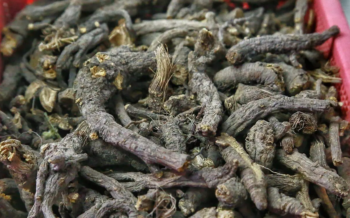 Venden hierbas medicinales en Durango 