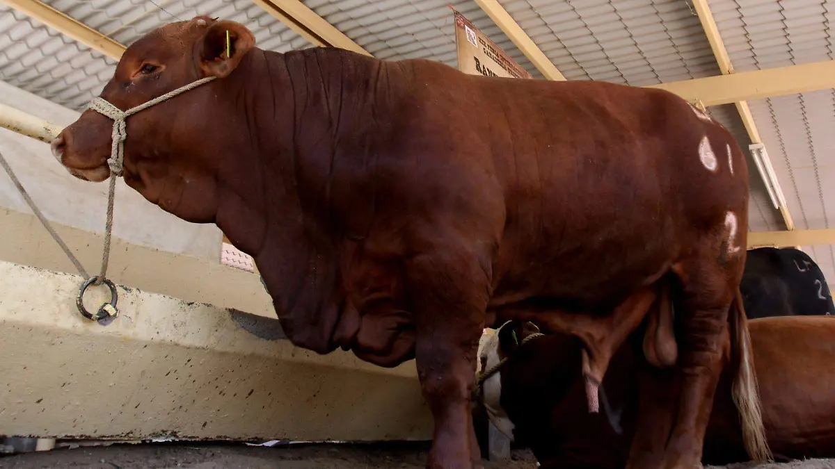 Denuncia Unión Ganadera, rezago en pruebas de antígeno para animales de exportación