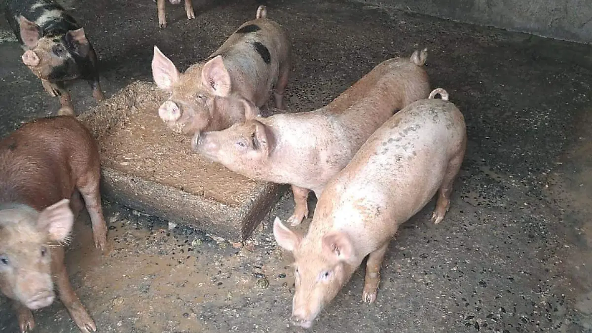 Prohibida la crianza de animales de granja en la zona urbana de Gómez Palacio