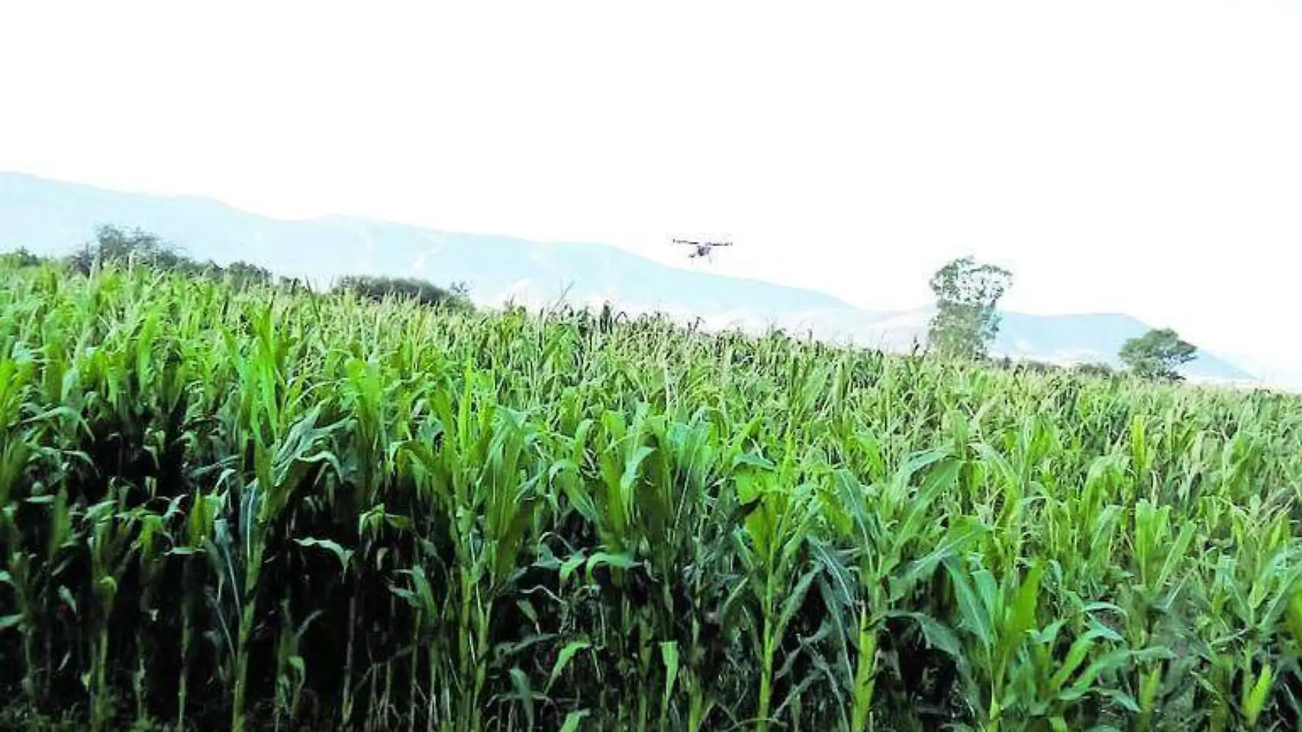 Más de 250 hectáreas se han fumigado con dron adquirido por Gobierno municipal