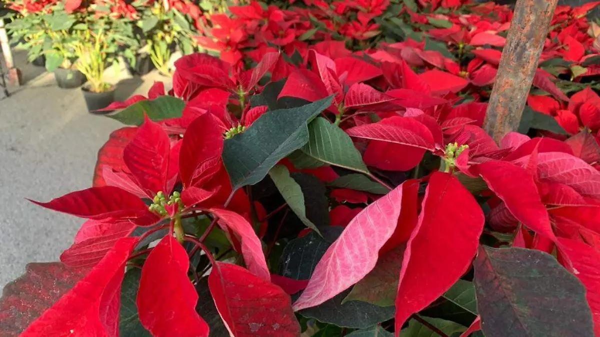 Inicia la venta de flor de nochebuena