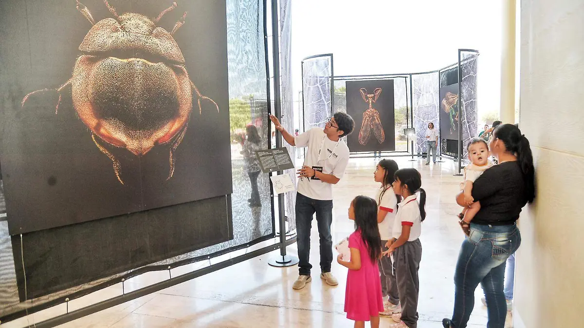 Inauguran la exposición INSECTUS que ya está en La Laguna