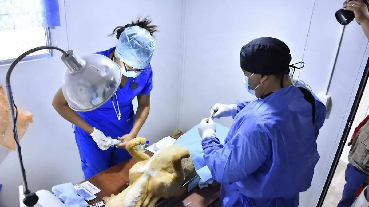 Llevarán a cabo nueva campaña de esterilización canina en Gómez Palacio