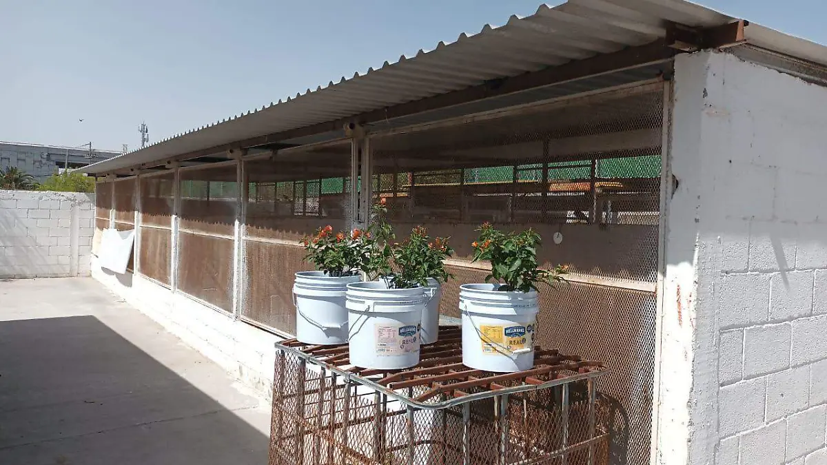 Atienden denuncia sobre maltrato animal en Gómez Palacio