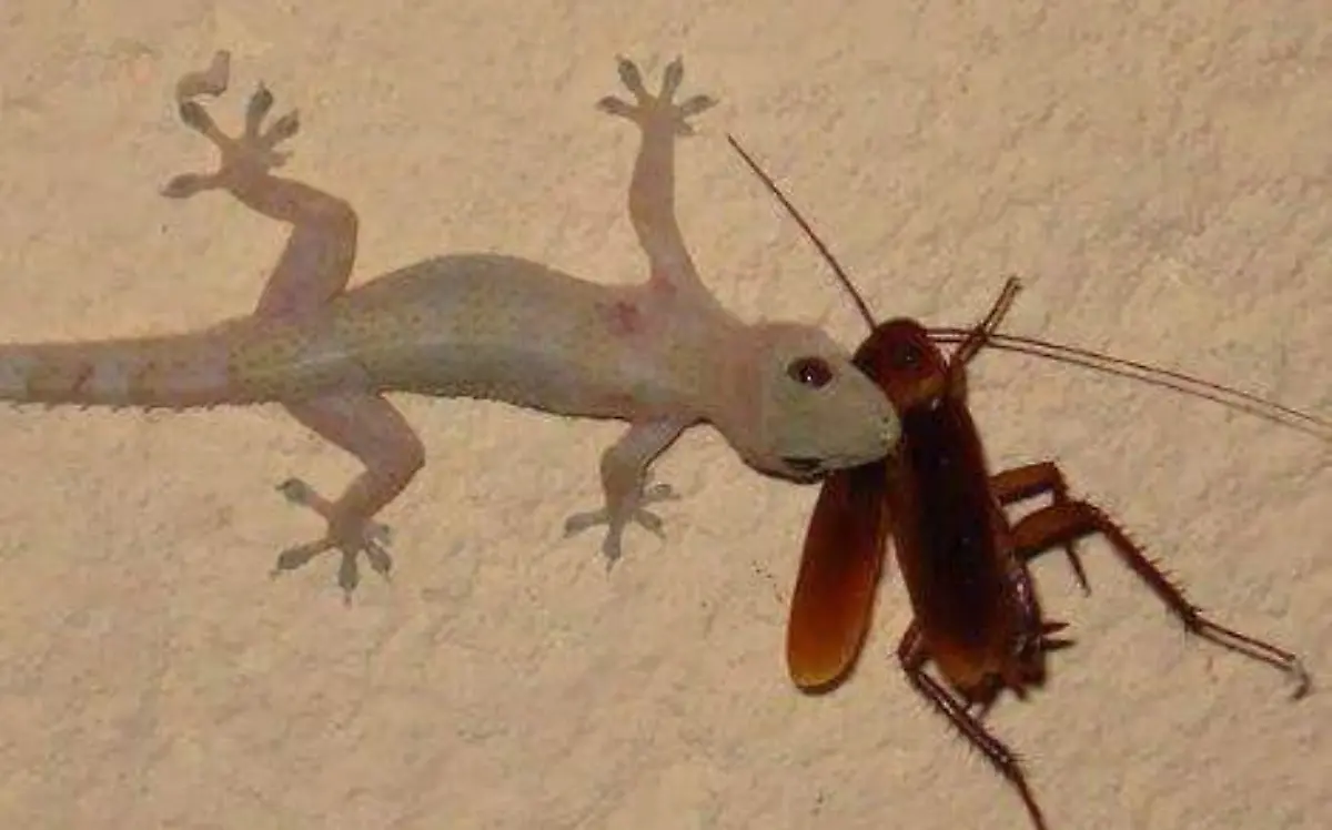 ¿Conoces las "chivillas"?, los reptiles que controlan las plagas