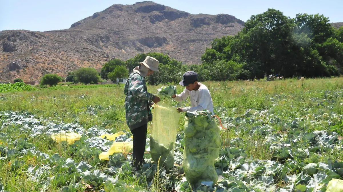 Productores de repollo en Monterrey, Durango, sufren pérdidas por plagas