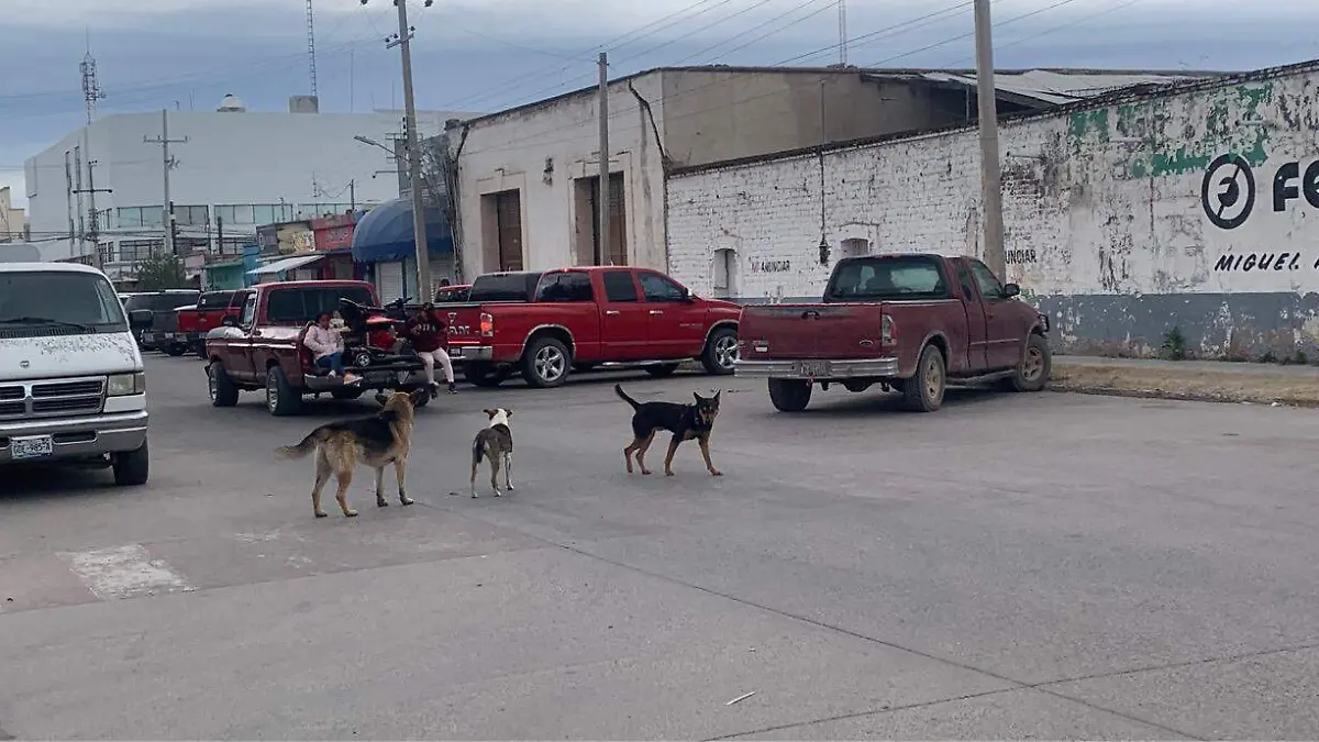 Continúa presencia de perros callejeros en Nuevo Ideal