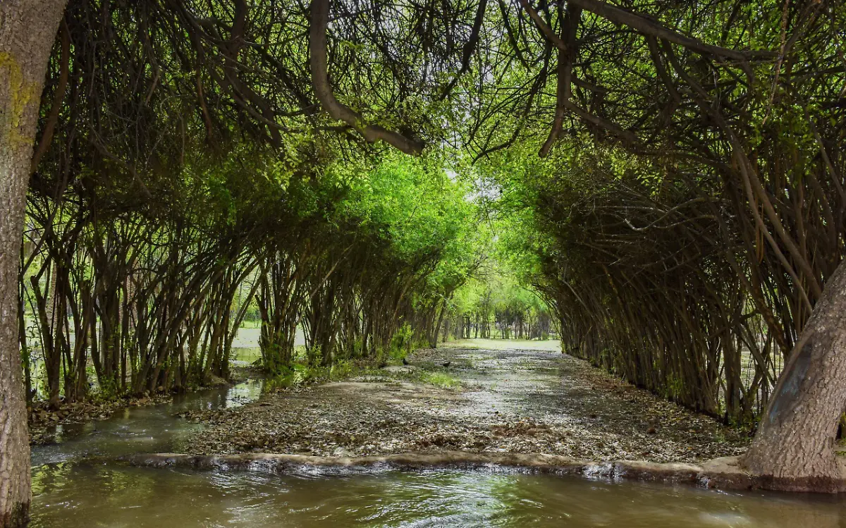 Inicia riego de Parque Vivero Las Auras