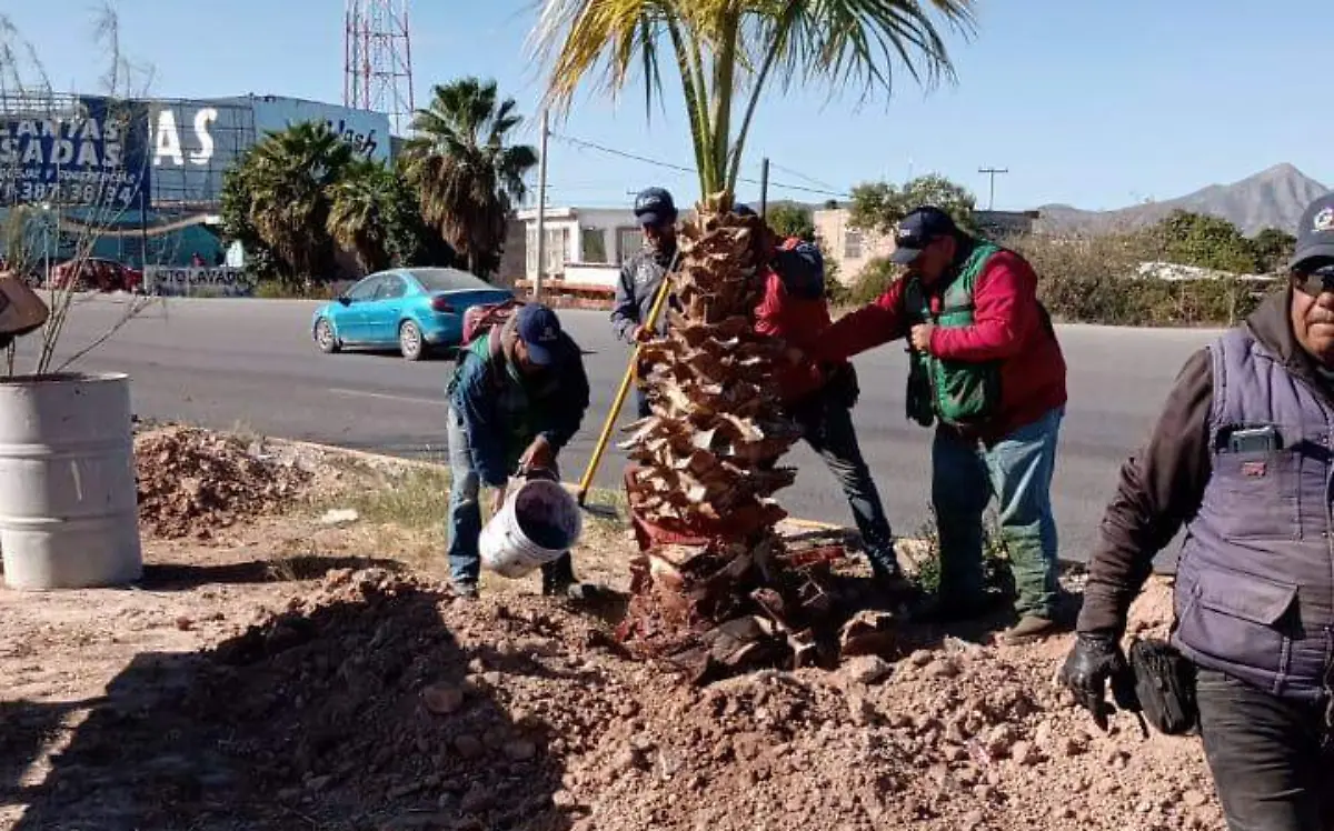 Servicios Públicos reforesta el Bulevar Ejército Mexicano