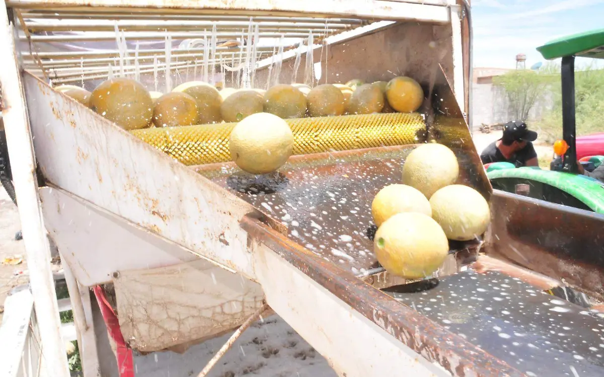 Gobierno estatal respalda a productores de melón