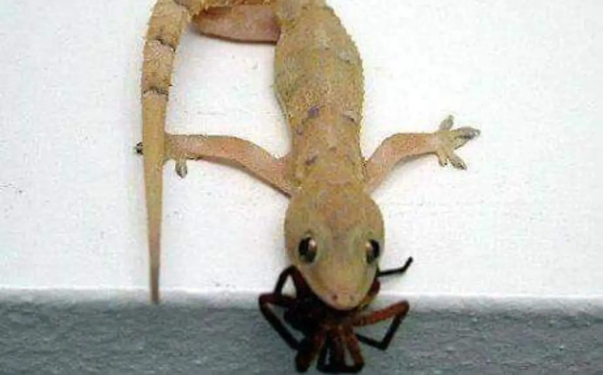 ¿Conoces las "chivillas"?, los reptiles que controlan las plagas