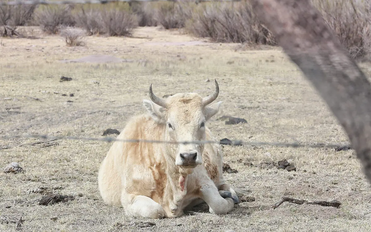 Vacas, ganadería duranguense